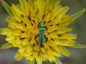 False Oil Beetle, Oedemera nobilis